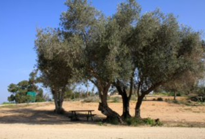 עצי זית בחניון יהודה (צילום:  יעקב שקולניק)