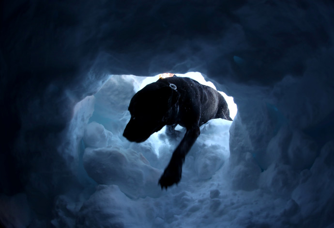כלבים מחלצים לכודים מתוך השלג (צילום:  רויטרס)