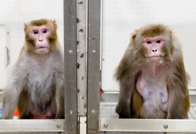הקופים במעבדה של אילון מאסק (צילום:  University of Wisconsin-Madison)