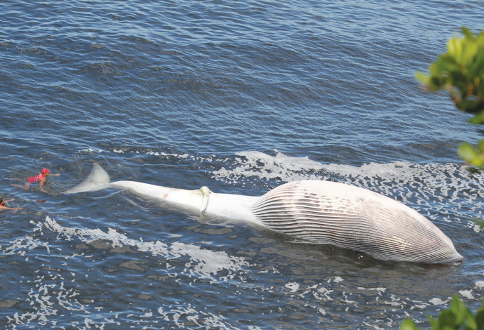 פגר הלוויתן שנסחף לחוף (צילום:  רויטרס)