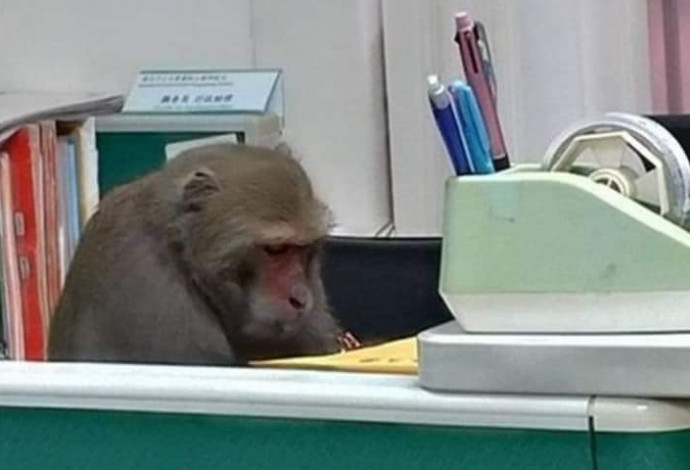 הקוף השקדן (צילום:  רשתות חברתיות)