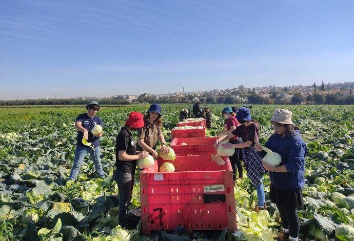 חקלאות בישראל (ארכיון), צילום: השומר החדש 
