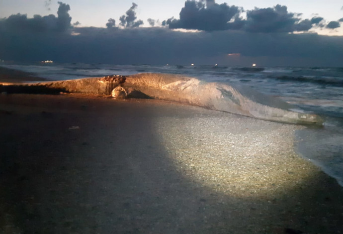 לוויתן שנפלט אל החוף (צילום:  דוד חלפון, רשות הטבע והגנים)