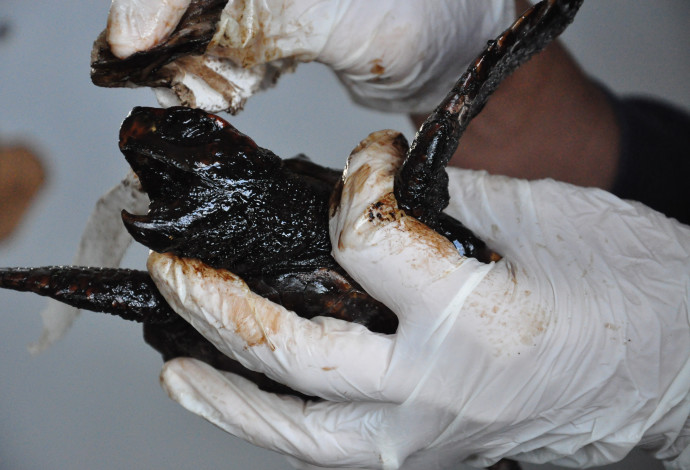 טיפול בצבי ים שנפגעו בזיהום הזפת בחופי הים (צילום:  ד"ר יניב לוי, רשות הטבע והגנים)