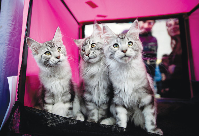 חתולים חמודים (צילום:  דימה וזינוביץ', פלאש 90)