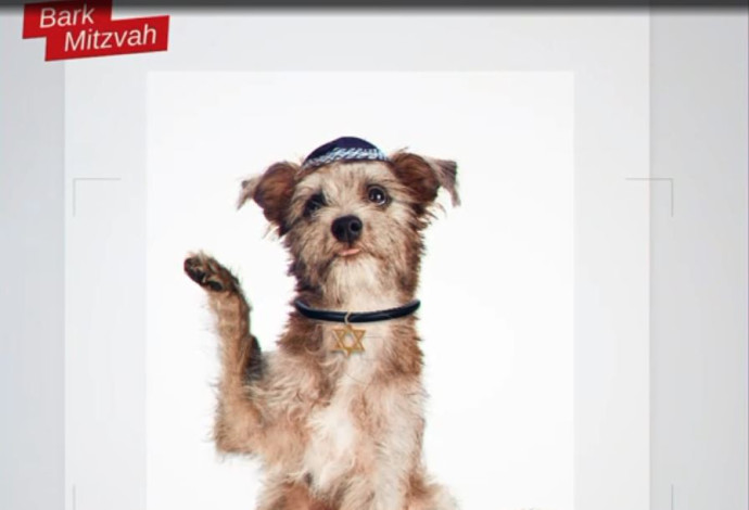 הכלבים שהוצגו כיהודים במסגרת יהדות התורה (צילום:  צילום מסך סרטון יהדות התורה)
