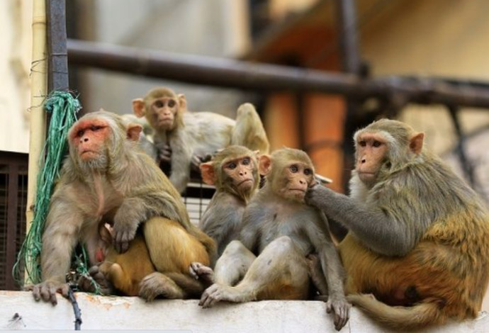 חבורת קופים, אילוסטרציה (צילום:  Getty images)