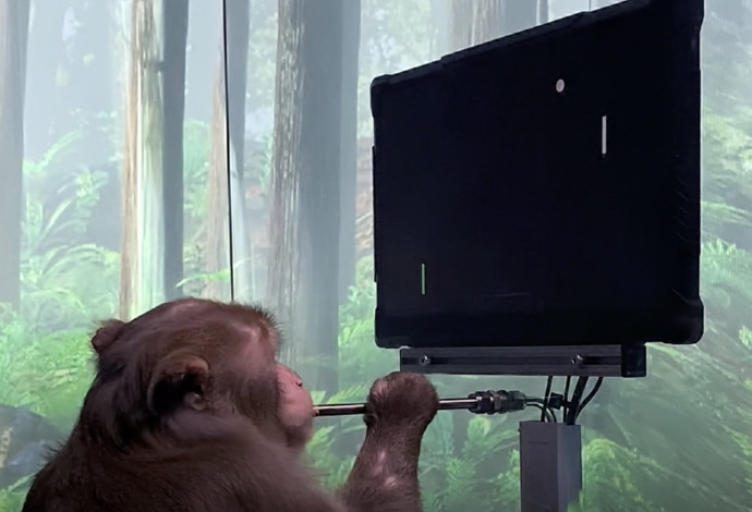 קוף משחק במשחקי וידאו (צילום:  צילום מסך)