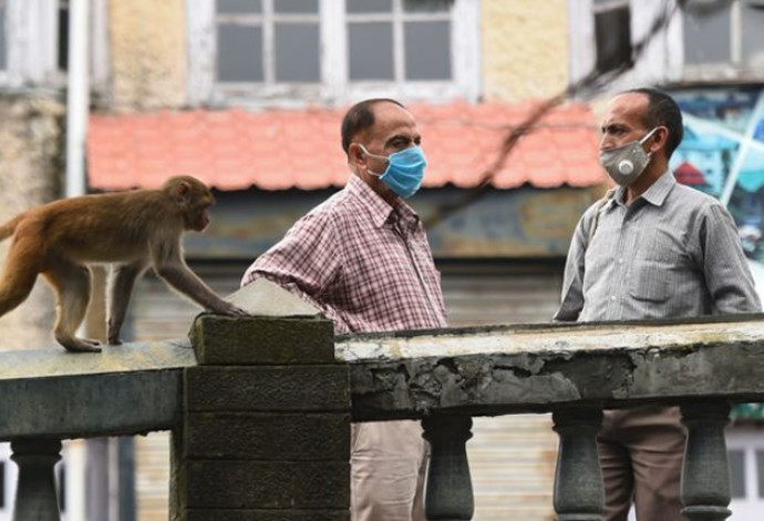 קוף בהודו, אילוסטרציה (צילום:  Getty images)