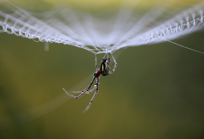 עכביש, אילוסטרציה (צילום:  רויטרס)