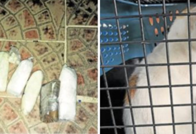 הברחת סמים לכלא באמצעות חתולים (צילום:  רשתות חברתיות)