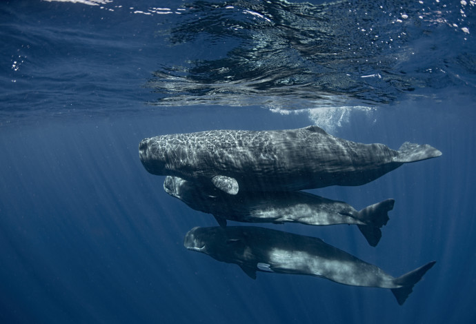 לוויתנים (צילום:  Amanda Cotton)