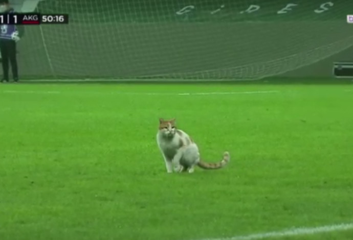 החתול במגרש הכדורגל בטורקיה (צילום:  צילום מסך מתוך רויטרס)
