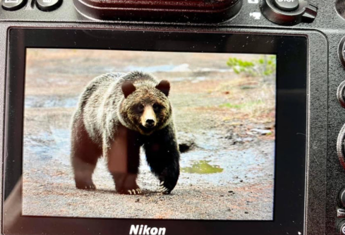 הדוב שתקף את קרל מוק (צילום:  רשתות חברתיות)