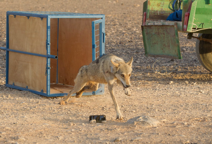 רגע שחרור הזאב (צילום:  דורון ניסים, רשות הטבע והגנים)
