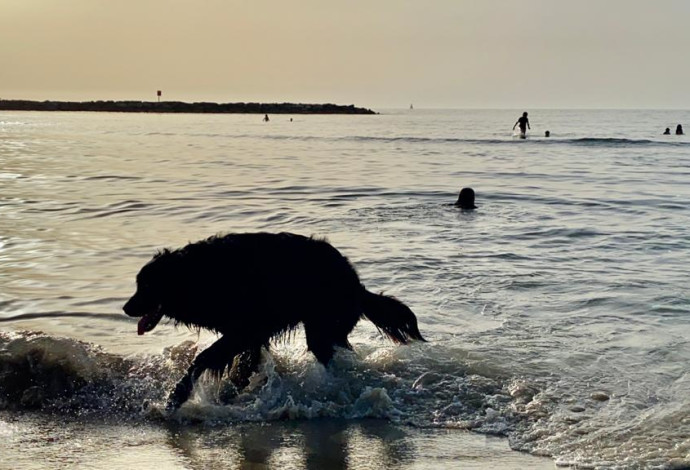 כלב מתרענן בחוף הים בתל אביב (צילום:  אבשלום ששוני)