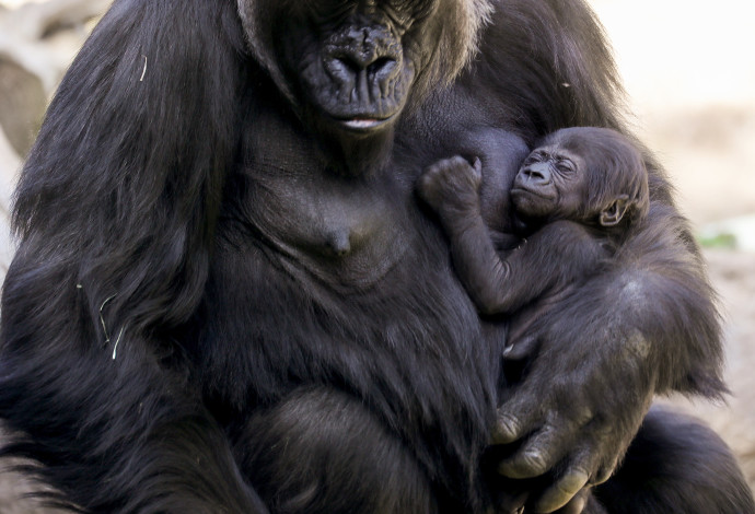 גורילה ובנה, אילוסטרציה (צילום:  Getty images)