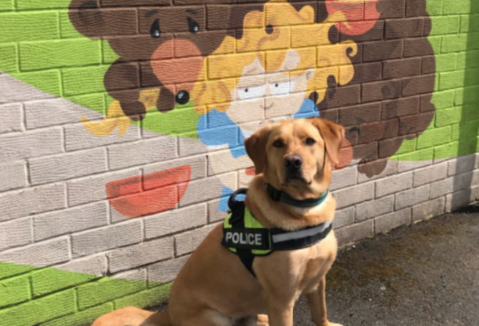 בן, הכלב המשטרתי  (צילום:  Durham Constabulary)