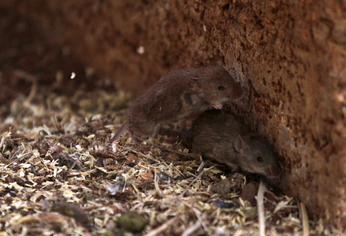 עכברים באוסטרליה, אילוסטרציה (צילום:  רויטרס)