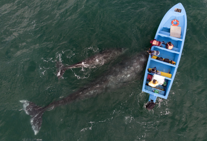 לוויתנים וסירת דיג, אילוסטרציה (צילום:  Getty images)