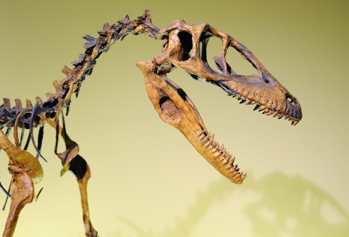 שלד של דינוזאור (צילום:  אינגאימג')