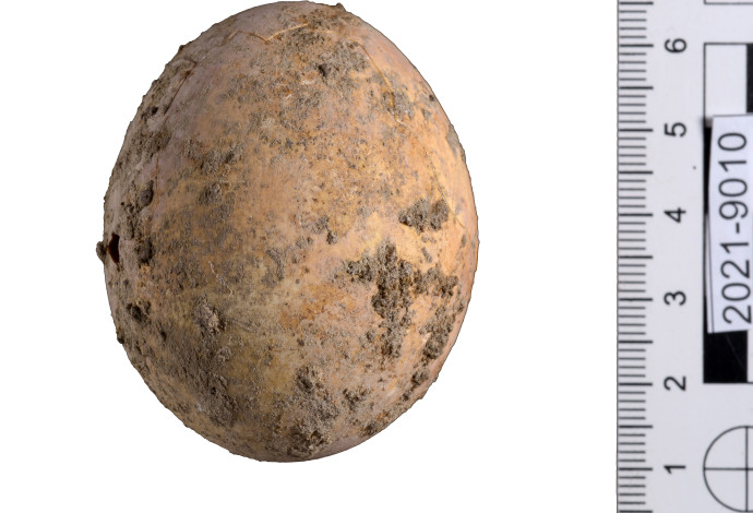 הביצה שנמצאה בחפירות הארכיאולוגיות (צילום:  דפנה גזית, רשות העתיקות)