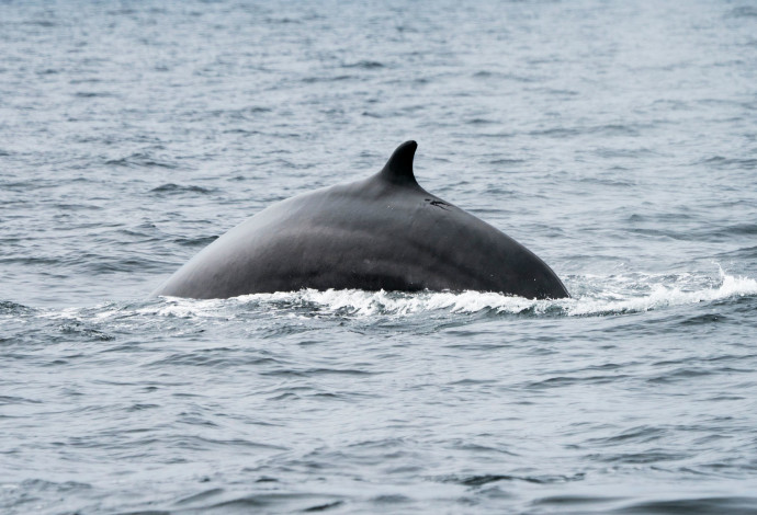 לוויתן כחול, אילוסטרציה (צילום:  Getty images)