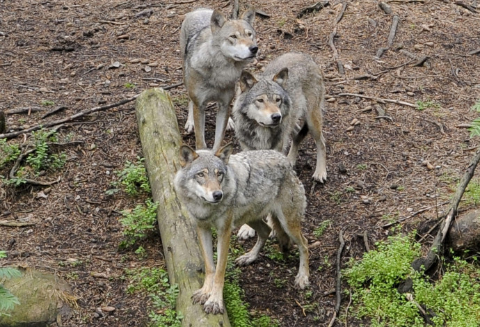להקת זאבים, אילוסטרציה (צילום:  Getty images)