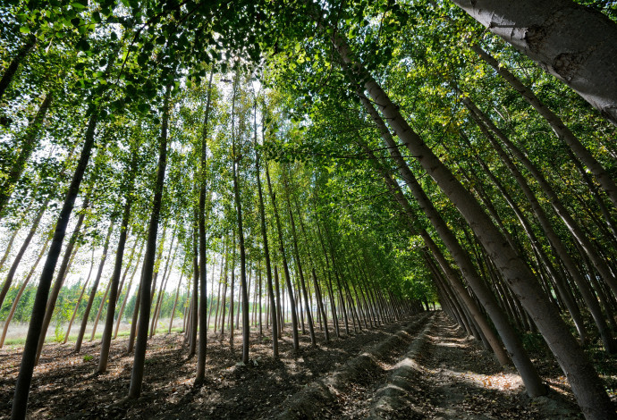 יער, אילוסטרציה (צילום:  ingimage ASAP)