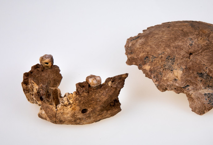 עצמות השלד (צילום:  אוניברסיטת תל אביב)