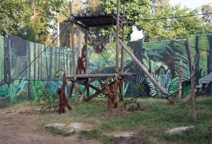 חצר האורנגאוטנים בספארי ברמת גן (צילום:  ים סיטון)