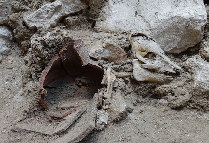 שלד החזיר שהתגלה בחפירות (צילום:  אוסקר בחרנו, רשות העתיקות)