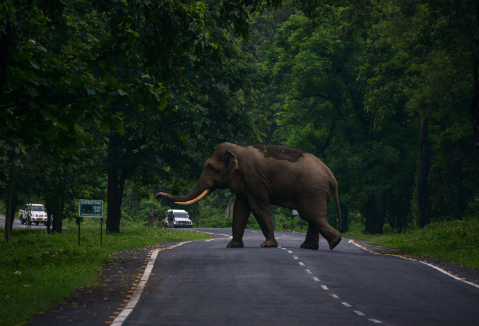 פיל חוצה את הכביש, אילוסטרציה (צילום:  Getty images)