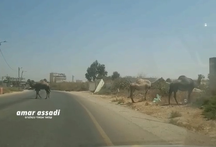הגמלים באזור התעשייה בלוד (צילום:  עמאר אסאדי בטלגרם)