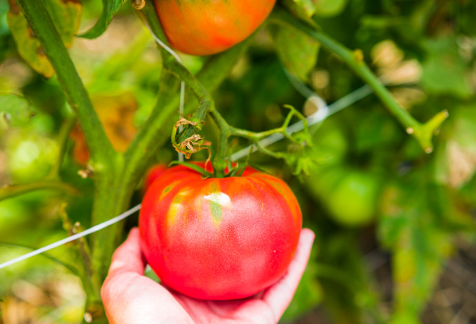 עגבניה בשדה, אילוסטרציה (צילום:  ingimage ASAP)