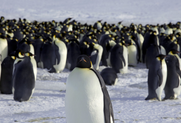 הפינגווין הקיסרי (צילום:  רויטרס)