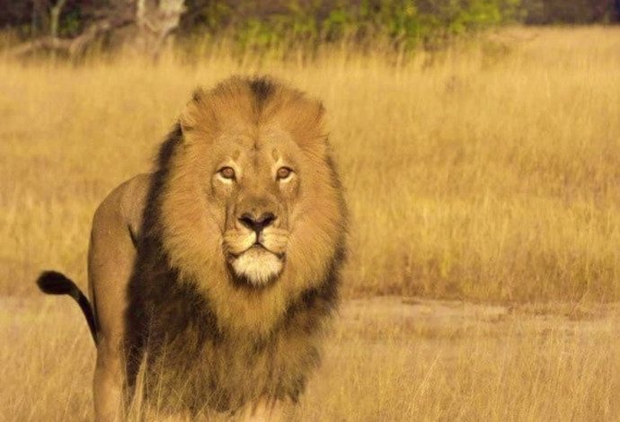 מופאנה, האריה שנורה בחץ לקשת (צילום:  The Hide, Zimbabwe Safari Lodge)