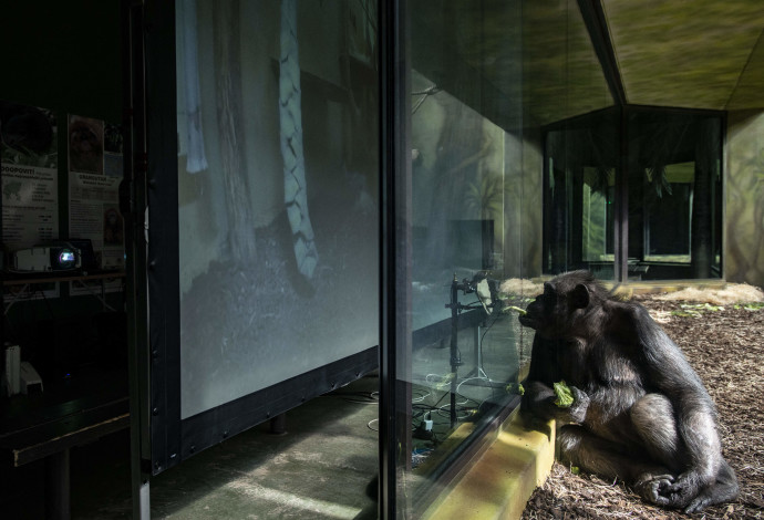 שימפנזה בגן החיות, אילוסטרציה (צילום:  Getty images)