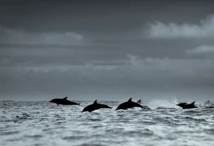 חבורת דולפינים, אילוסטרציה (צילום:  Getty images)