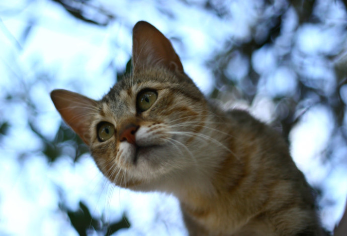 גור חתולים  (צילום:  חן לאופולד, פלאש 90)