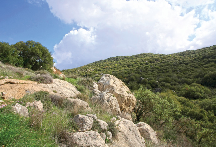 שמורת נחל דולב  (צילום:  יעקב שקולניק)