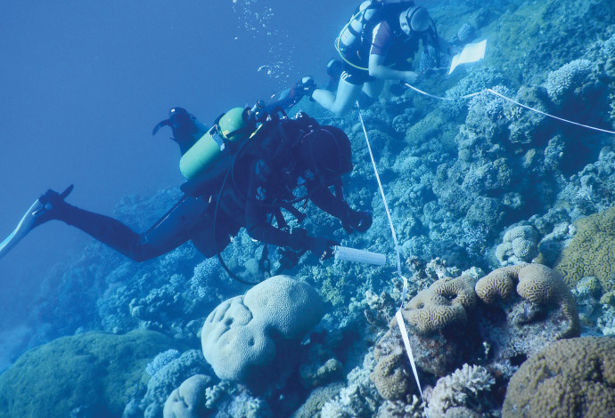 שונית האלמוגים במפרץ אילת (צילום:  ענבל איילון, המכון הבין־אוניברסיטאי באילת)