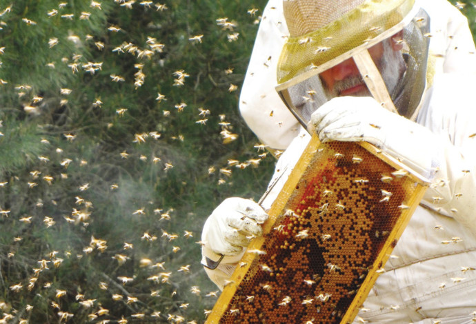 דבוראים בגליל (צילום:  משק אופיר)