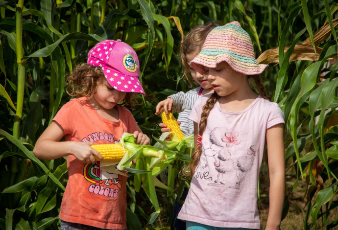 מבוך התירס קלחים ומבוכים (צילום:  יחצ,ברצי גולדבלט)