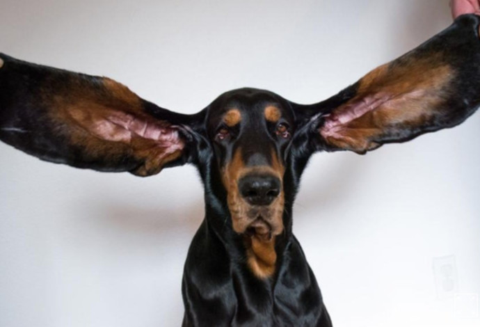 כל אחת מהאוזניים של לואו באורך 34 ס"מ (צילום:  Guinness World Records)