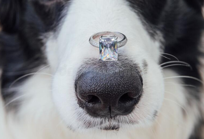 הצעת נישואין עם כלב, אילוסטרציה (צילום:  Getty images)