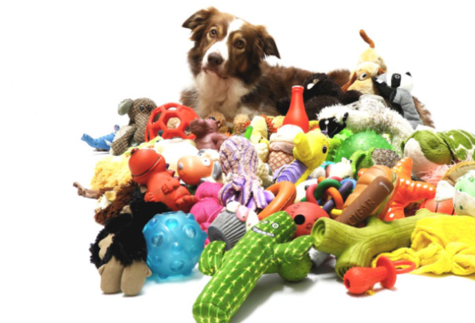 הכלבה לאלני זוכרת כ-100 שמות של צעצועים שונים (צילום:  Eotvos Lorand University)