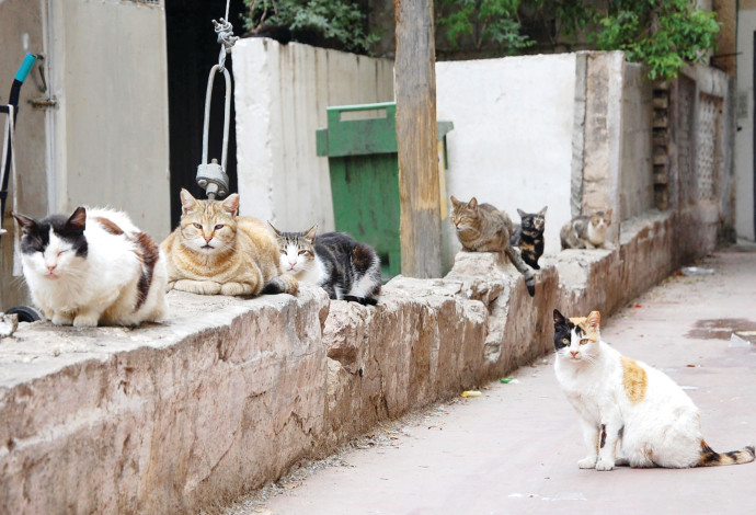 חתולי רחוב (צילום:  רשאל סרוטי פלאש 90)