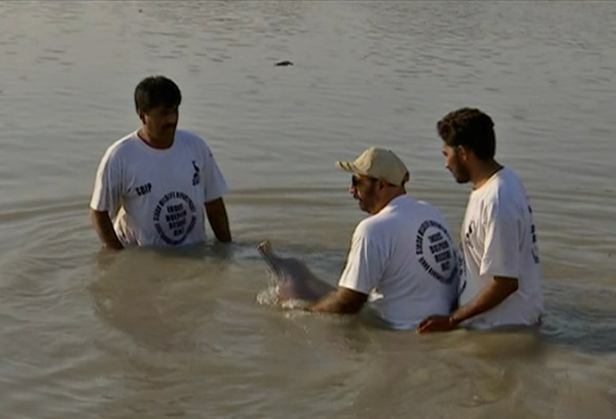 המחלצים מכניסים את הדולפין העיוור למים מתוקים (צילום:  רויטרס)