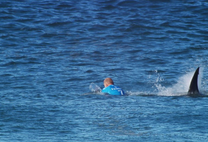 כריש שוחה אחרי גולש, אילוסטרציה (צילום:  Getty images)